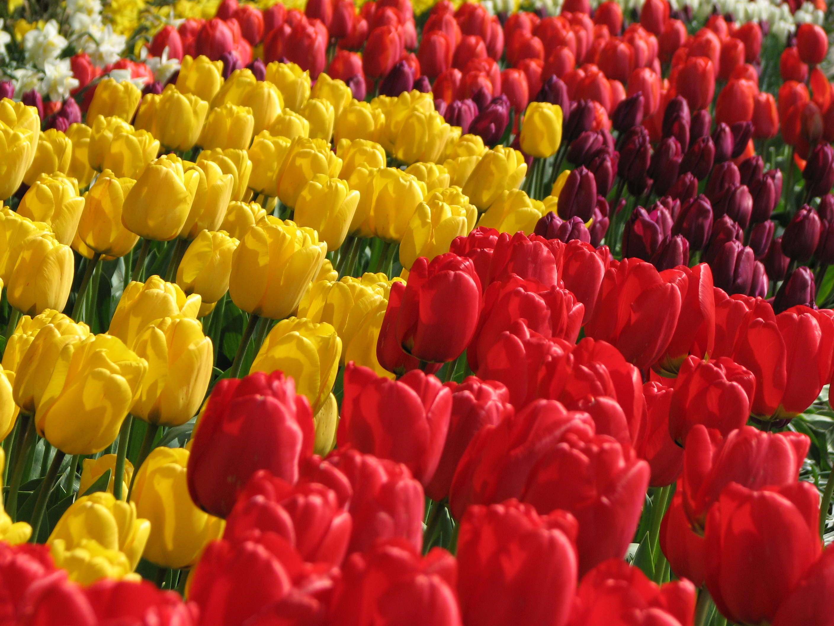 Our Move to Seattle Tulip Festival IMG_6340